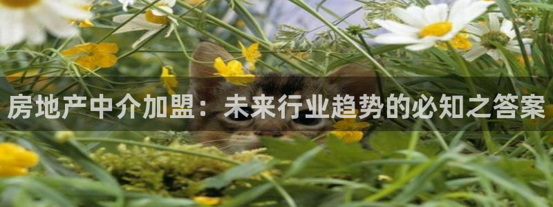 和记国际电讯官网：房地产中介加盟：未来行业趋势的必知之答案